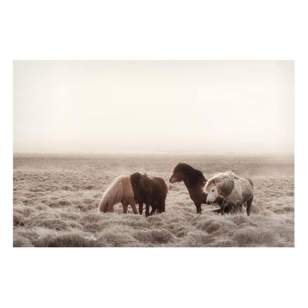 Nowoczesne obrazy do salonu Islandzkie dzikie konie
