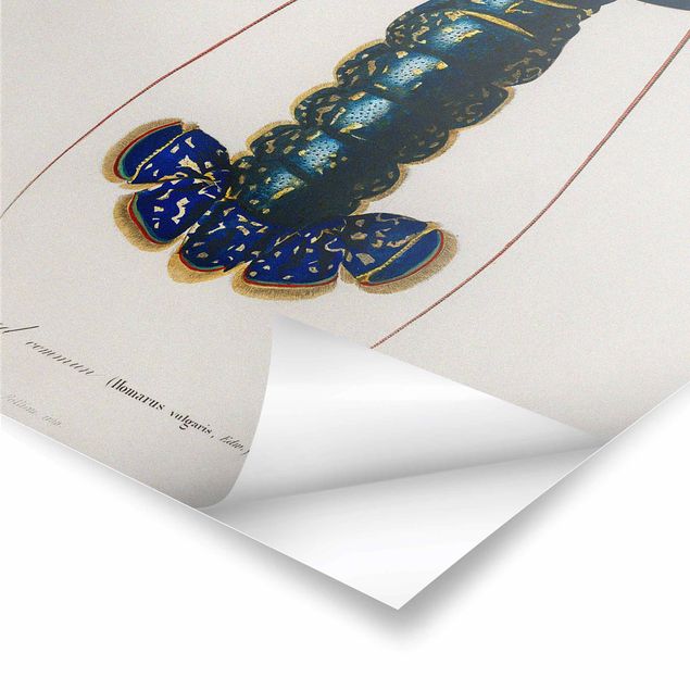 Plakaty vintage Tablica edukacyjna w stylu vintage Niebieski homar