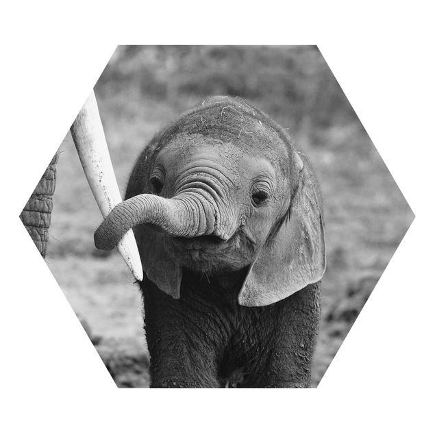 Obrazy słoń Baby słoń