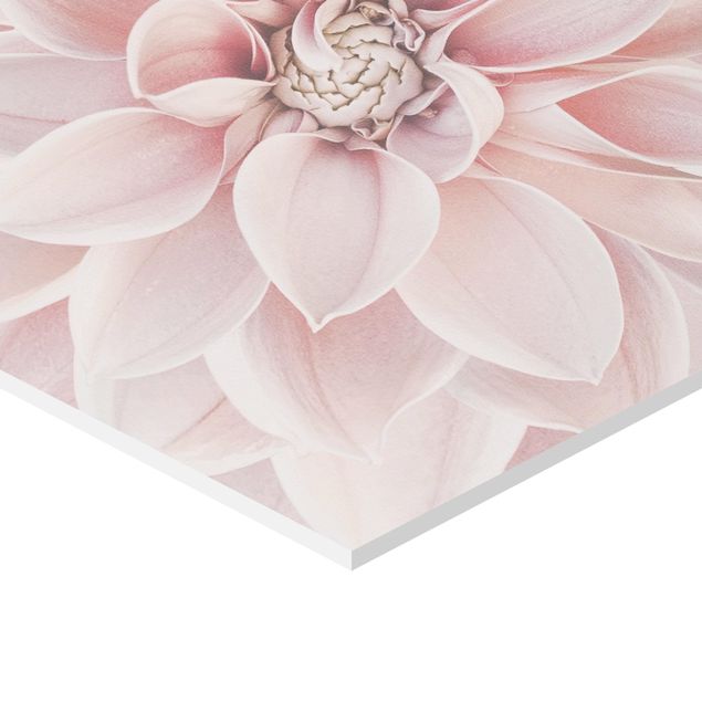 Obraz heksagonalny z Forex - Dahlia w kolorze pudrowego różu