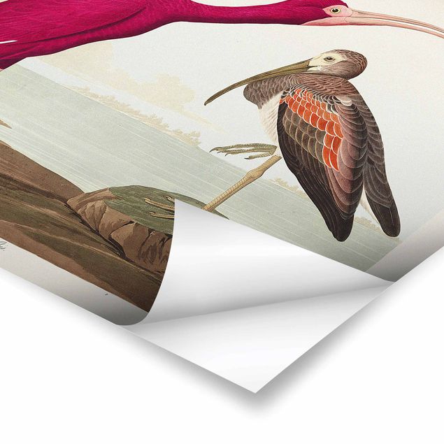 Obrazy plaża Tablica edukacyjna w stylu vintage Czerwony Ibis