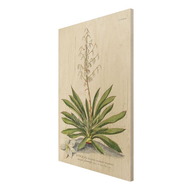 Obrazy drewniane Vintage Botanika Ilustracja Yucca