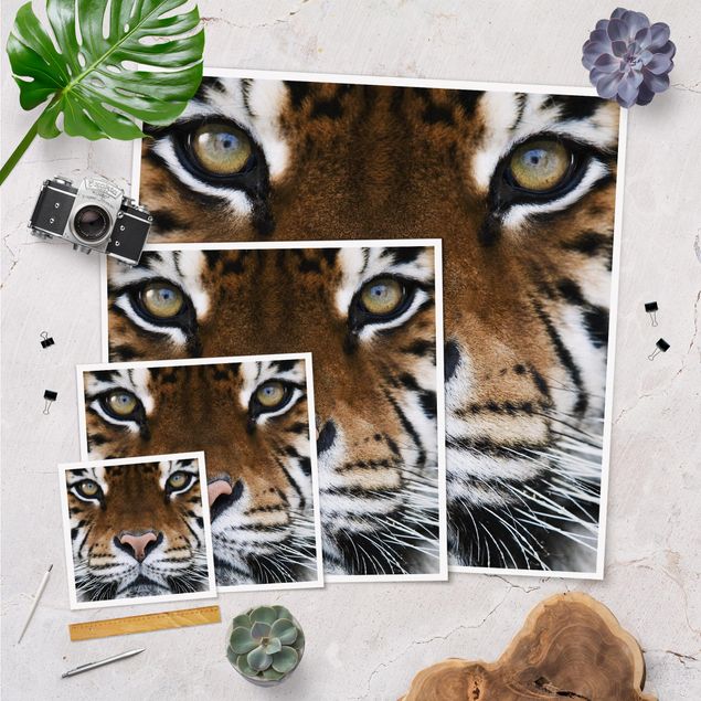 Plakat o zwierzętach Oczy tygrysa