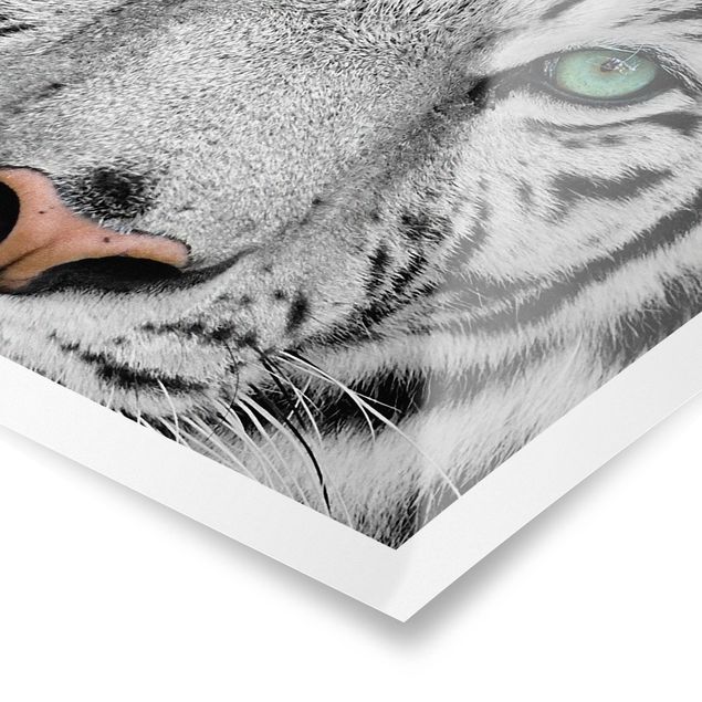 Czarno białe obrazki Biały tygrys