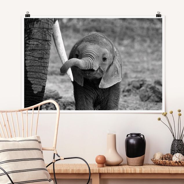Plakat - Baby słoń