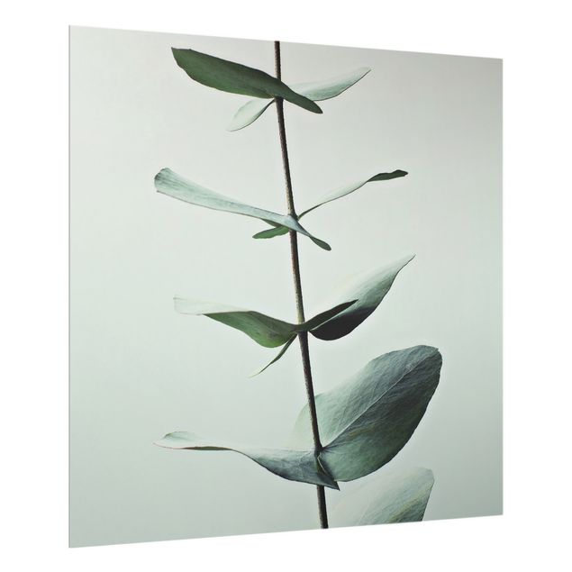 Panel szklany do kuchni - Symetryczna gałązka eukaliptusa