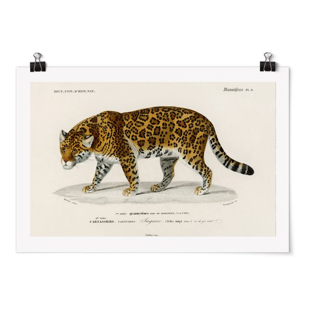 Obrazy ze zwierzętami Tablica edukacyjna w stylu vintage Jaguar