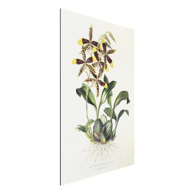 Obrazy orchidea Maxim Gauci - Orchid II