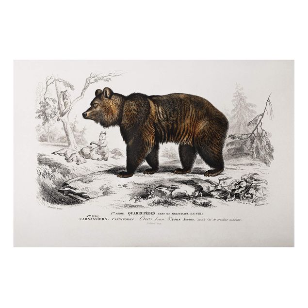 Dekoracja do kuchni Tablica edukacyjna w stylu vintage Niedźwiedź brunatny