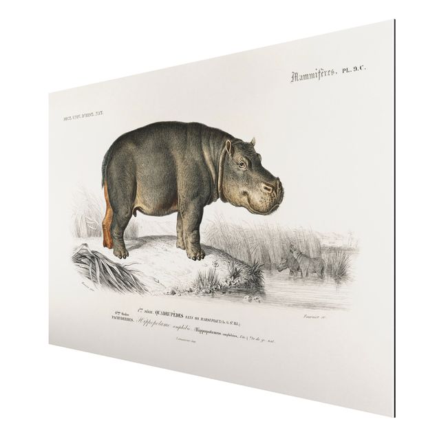 Obrazy koń Tablica edukacyjna w stylu vintage Hipopotam