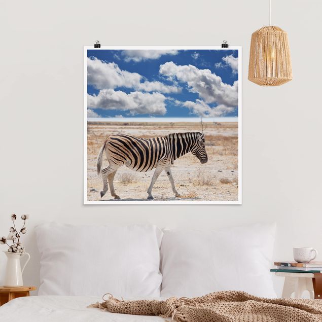 Obrazy do salonu Zebra na sawannie