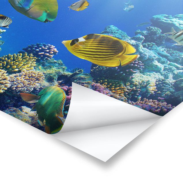 Obrazy z rybami Światła podwodne