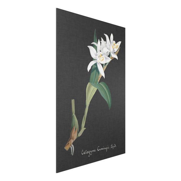 Obrazy orchidea Biała orchidea na lnie II