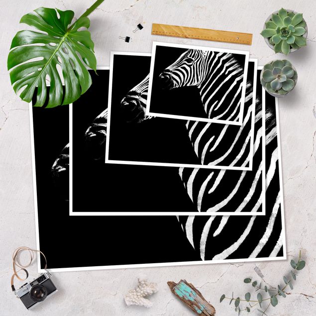 Plakaty czarno białe Zebra Safari Art