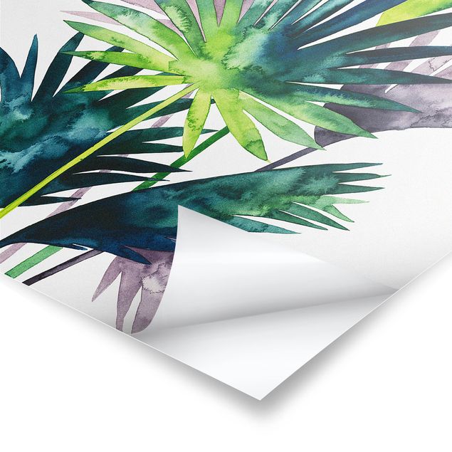 Plakaty Egzotyczne liście - Fan Palm