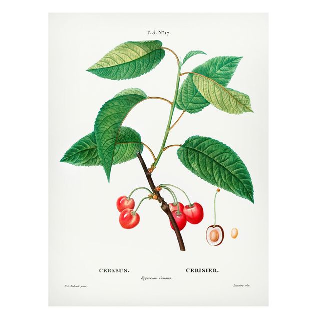 Dekoracja do kuchni Botani Vintage Ilustracja czerwonych czereśni