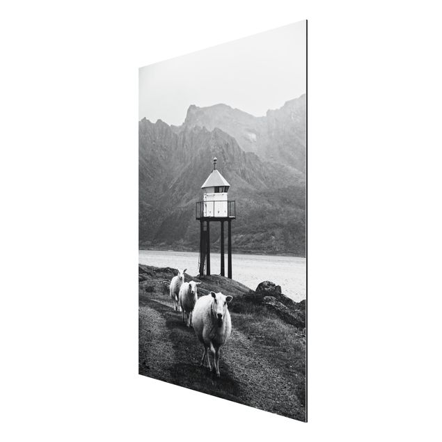 Obrazy nowoczesny Trzy owce na Lofotach