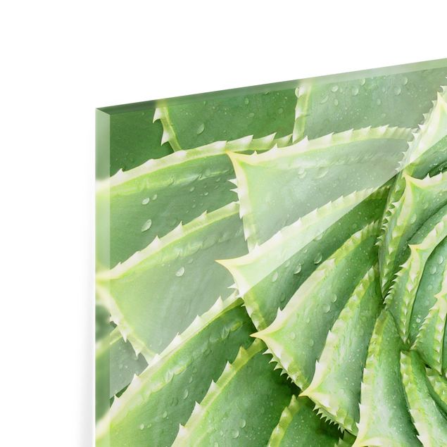 Panel szklany do kuchni - Aloes spiralny
