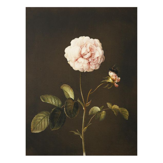 Obrazy do salonu nowoczesne Barbara Regina Dietzsch - Róża octowa z trzmielem