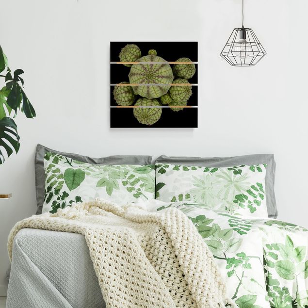 Obrazy na ścianę Euphorbia - jeżogłówka
