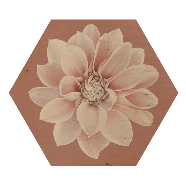 Obrazy kwiatowe Dahlia Beigerot różowa