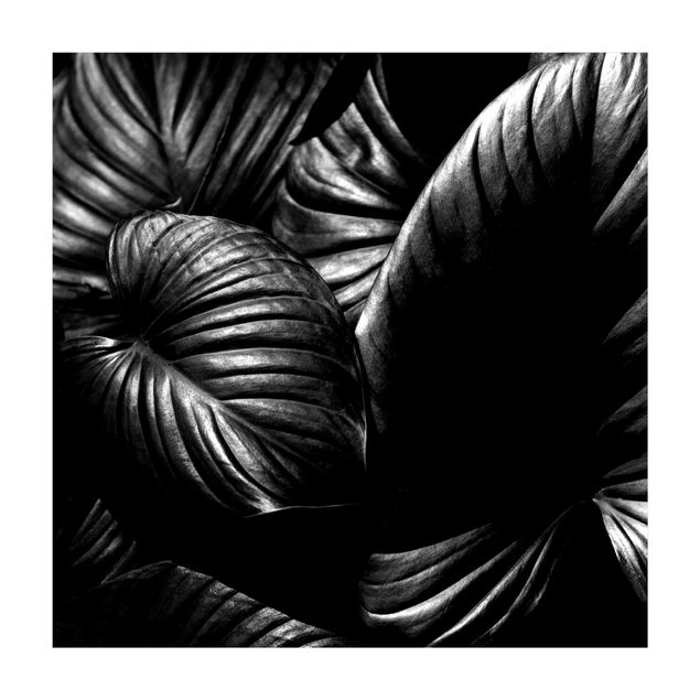 dywan jungle czarno-biały Botany Hosta