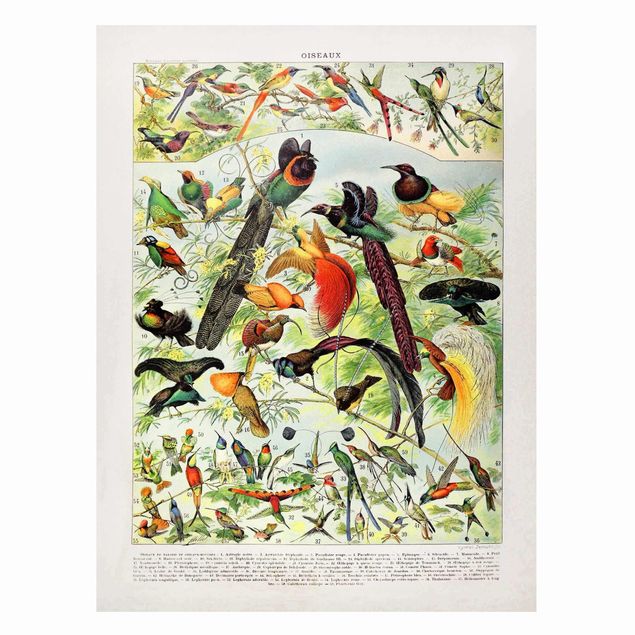 Obrazy do salonu Tablica edukacyjna w stylu vintage Rajskie ptaki