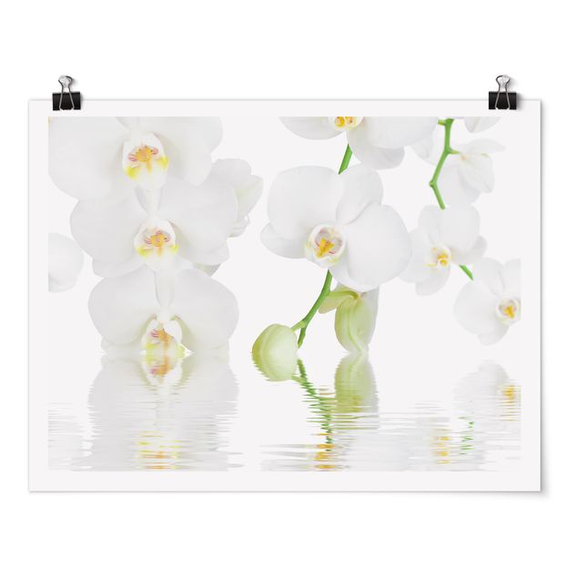 Obrazy nowoczesny Orchidea wellness - Orchidea biała