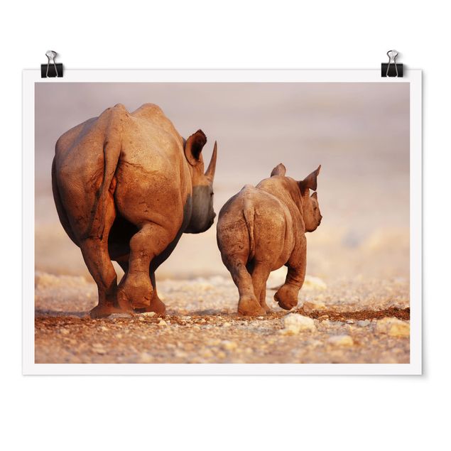 Obrazy zwierzęta Wędrujące nosorożce