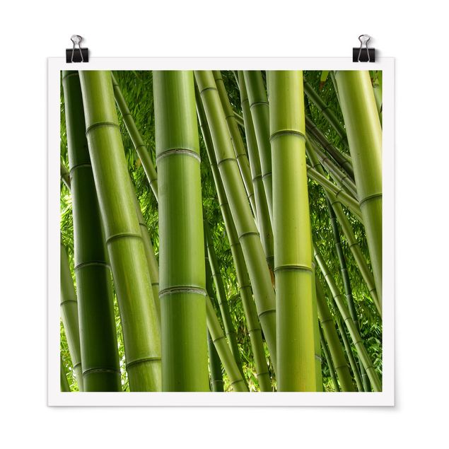 Nowoczesne obrazy Drzewa bambusowe