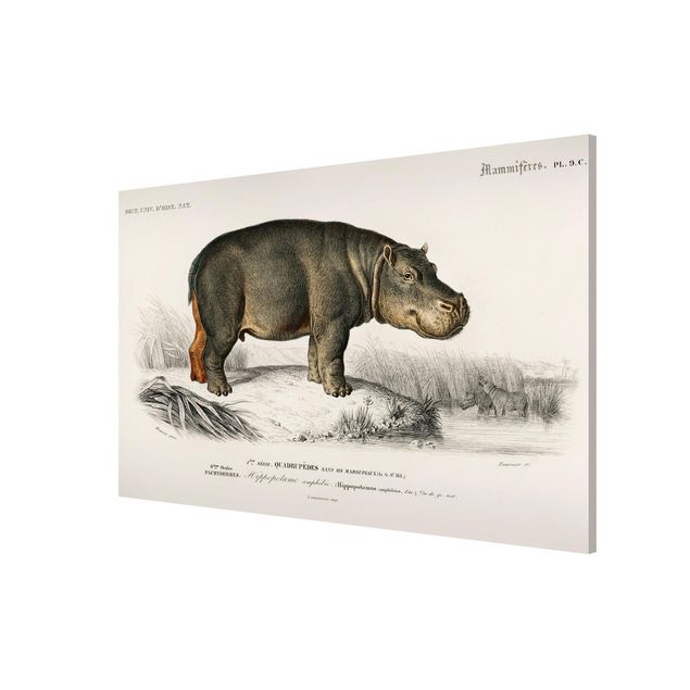 Obraz kon Tablica edukacyjna w stylu vintage Hipopotam