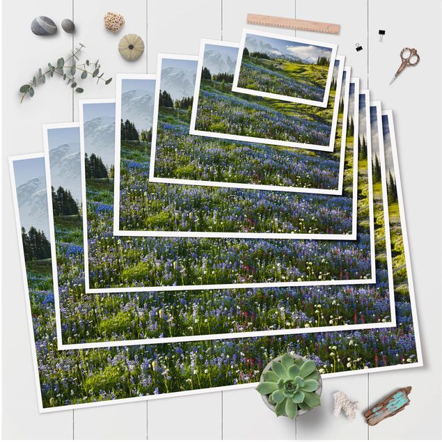 Obraz niebieski Mountain Meadow With Blue Flowers in Front of Mt. Rainier