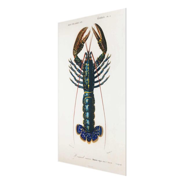 Obraz vintage Tablica edukacyjna w stylu vintage Niebieski homar