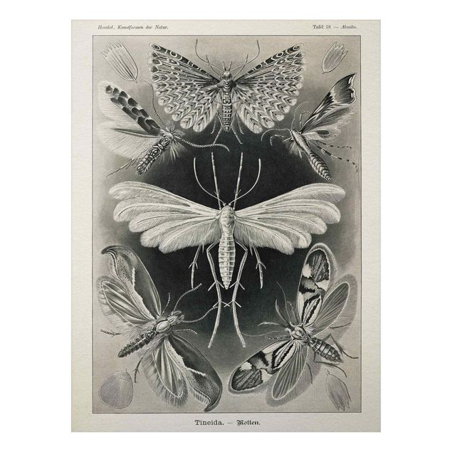 Obrazy do salonu Tablica edukacyjna w stylu vintage Motyle i ćmy