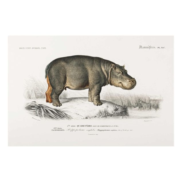 Obrazy na szkle zwierzęta Tablica edukacyjna w stylu vintage Hipopotam