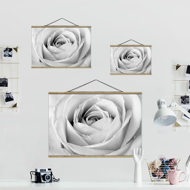 Obrazy Róża z bliska
