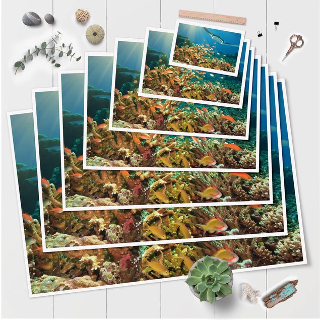 Obraz natura Refa koralowa