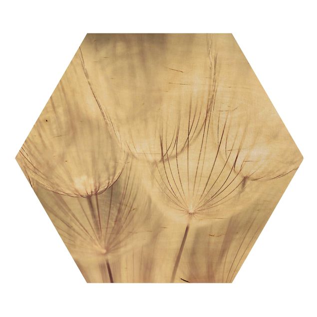 Obraz heksagonalny z drewna - Zbliżenie na mniszki lekarskie w domowym zaciszu w tonacji sepii