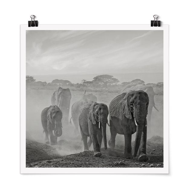 Obrazy nowoczesne Stado słoni
