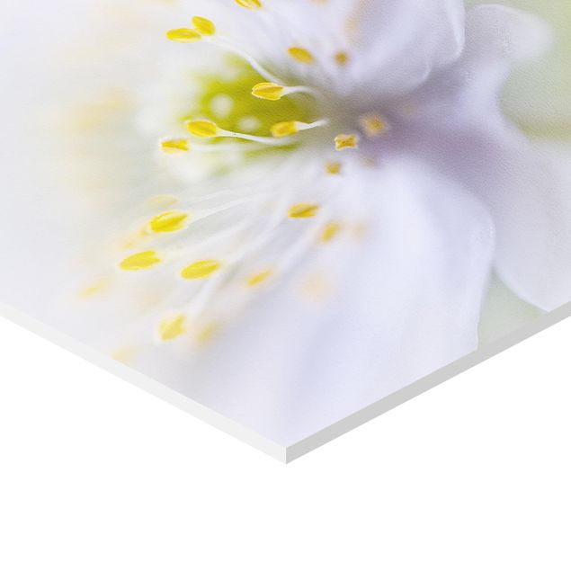 Obraz heksagonalny z Forex - Piękno anemonów