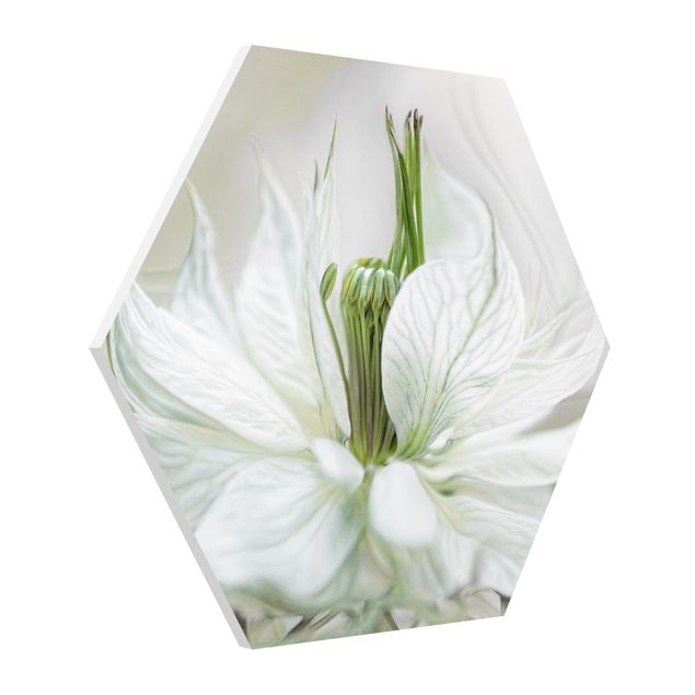 Obrazy z motywem kwiatowym Biała Nigella