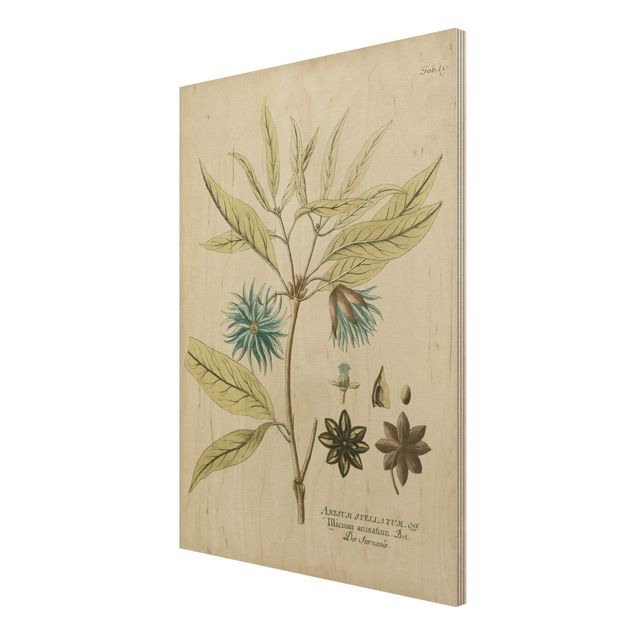 Obrazy drewniane Botanika w stylu vintage z niebieską gwiazdą anyżu