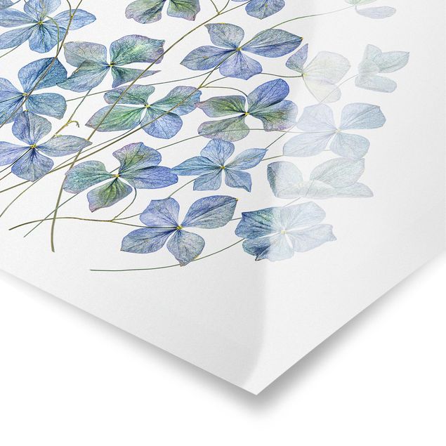 Obrazy Błękitne kwiaty hortensji