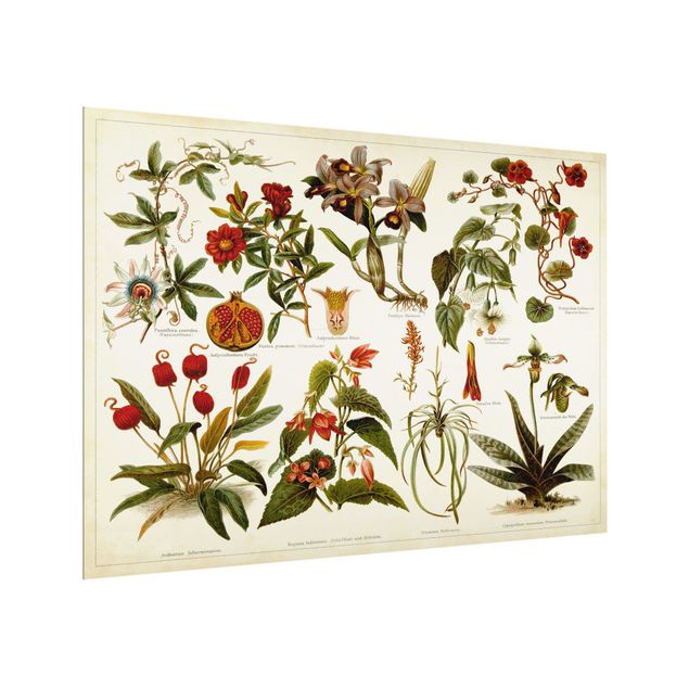 Panel szklany do kuchni - Tablica edukacyjna w stylu vintage Botanika tropikalna II