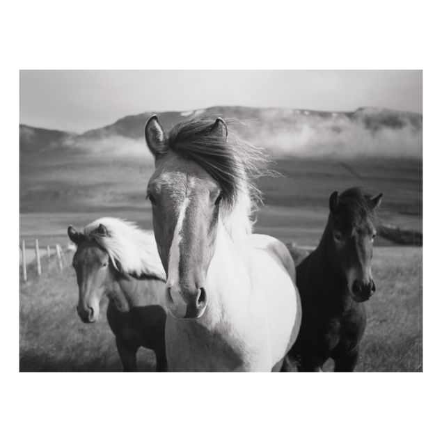 Obrazy do salonu nowoczesne Czarne i białe dzikie konie