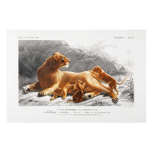 Nowoczesne obrazy do salonu Tablica edukacyjna w stylu vintage Lwica z młodymi lwiątkami