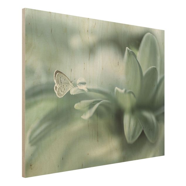 Obrazy na ścianę Motyl i krople rosy w pastelowej zieleni