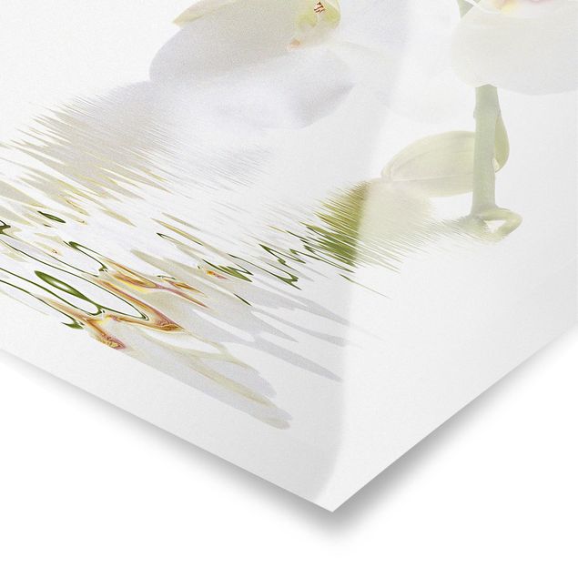 Obrazy Wody białej orchidei