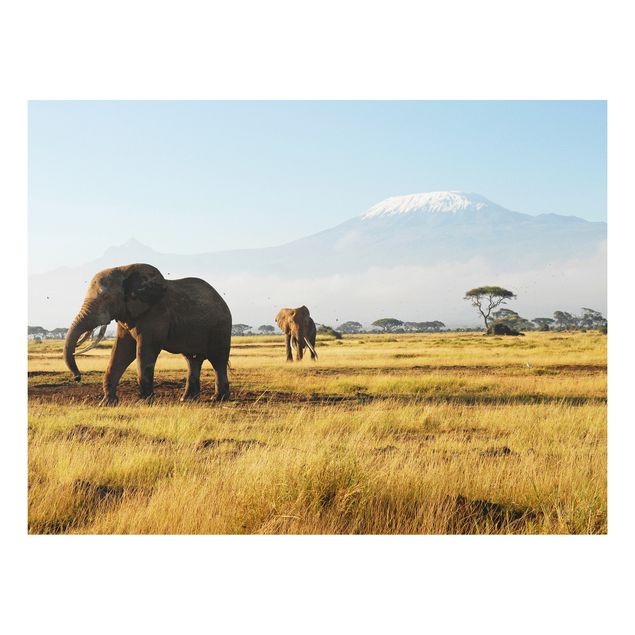 Obrazy do salonu nowoczesne Słonie na tle Kilimandżaro w Kenii