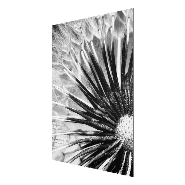 Nowoczesne obrazy Dandelion czarno-biały